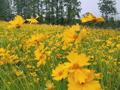 -黄海国家森林公园