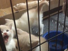 -猫宠乐园·专业洗护