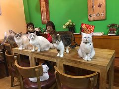 -李小姐の猫咖啡馆(五角场店)