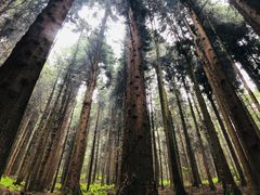 -武陵山森林公园