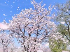 -顾村公园