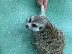 -藦茜花园宠物主题亲子互动体验馆(国顺东路店)