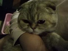 -壹六猫窝(谷德店)