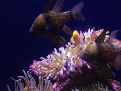 -悉尼海洋生物水族馆