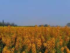 -中国天府农业博览园