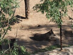 -青藏高原野生动物园