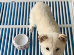 -熊小胖宠物生活馆(天华园店)