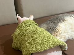 -MOCHA明星猫咖(田子坊店)