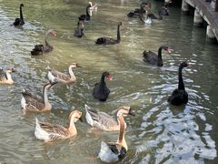 -溱湖国家湿地公园