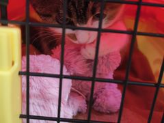 -达爱动物医院·犬猫分区·CT·复杂眼科(远洋山水分院)