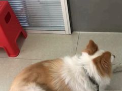 -瑞派福兴宠物医院犬猫全科·骨科·中西医结合(河东店)