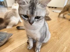 -有喵·猫咖·狗咖·30几只猫10只小狗(岗厦店)