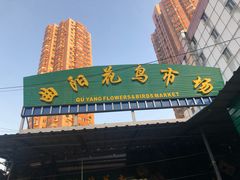 -曲阳花鸟市场(曲阳路店)