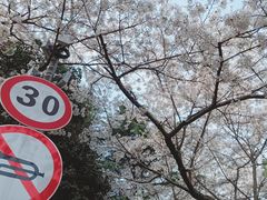 -武汉大学-樱园