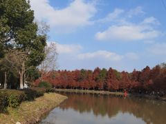 -上海海湾国家森林公园