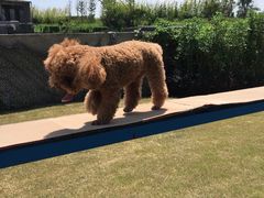 土豆宠物乐园-上海崇明金茂凯悦酒店