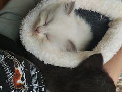 -楼上猫咖(罗湖店)
