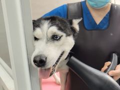 -宠福鑫康馨动物医院·骨科·眼科