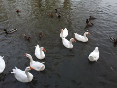 -莲花池公园