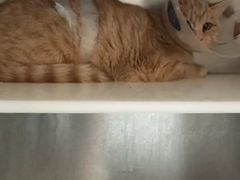 -萌兽医馆·犬猫专科·眼科中心·宠物医院(朝阳门分院)