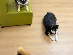 -是阿柴呀！柴犬咖啡·爱喵喵猫咖