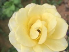 -松山湖梦幻百花洲