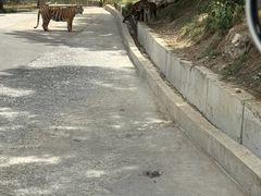 -栾川竹海野生动物园