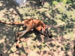 -西霞口神雕山野生动物世界