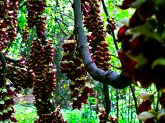 -南宁良凤江国家森林公园