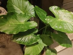 -老绥元烧麦·家常菜(大召店)