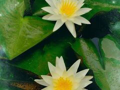 -长兴太湖图影湿地文化园