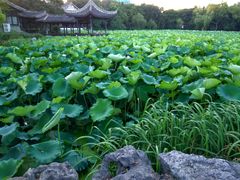 -高子水居