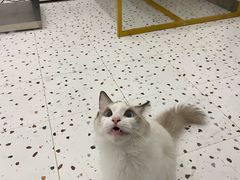 -BABIT巴比特宠物(MOMOPARK店)