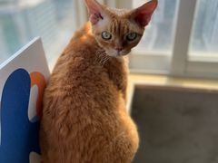 -Heymao猫咖.咖啡厅(东门店)