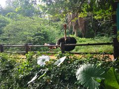 -海南热带野生动植物园