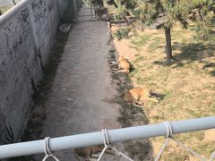 -西霞口神雕山野生动物世界