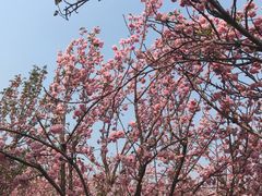 -天适樱花悠乐园