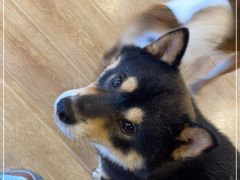 -南京Hallo宠物乐园·哈罗犬舍·柴犬繁育基地