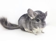 -龙猫仔乐园(惠福东路店)