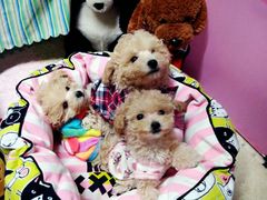 -多卡布奇宠物生活馆(上林世家店)