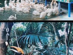 -广州长隆飞鸟乐园