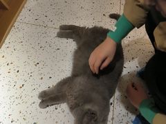 -猫域·湾主题猫咖·宠物吧(南坪城市广场店)