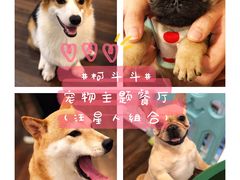 -柯斗斗主题餐厅·狗咖·围炉煮茶·茶饮(国瑞升平里店)