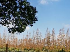 -上海长兴岛郊野公园