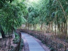 -西湖外事游船(花港观鱼码头)