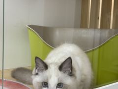 -青奢宠物·青奢猫舍