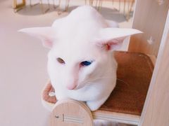 -飞行喵MR PILOT|猫舍·猫咖(静安大融城店)