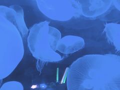 -太平洋海底世界