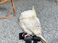 -J Create城市露营咖啡·简餐·宠物(上海动物园店)