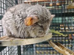 -上海大自然野生昆虫馆(东方明珠·爬宠昆虫探索中心)